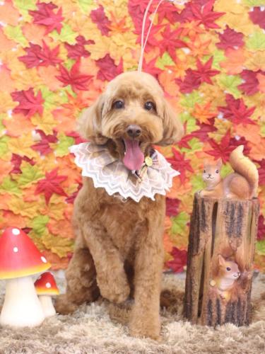 20241103テディくん